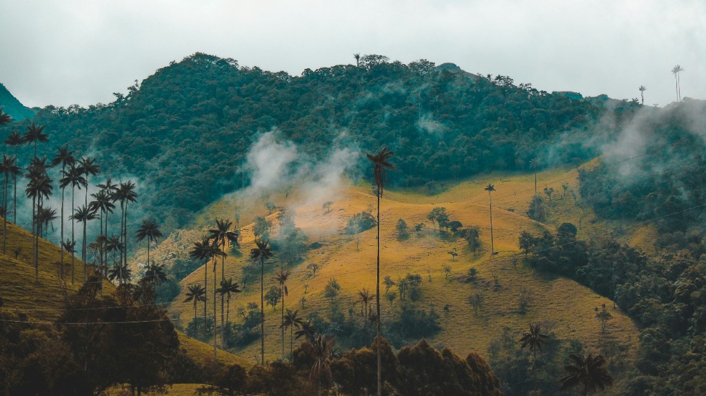 Wax palms in the misty hills of Valle del Cocora, Colombia